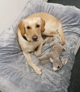 Fynn, der Bürohund